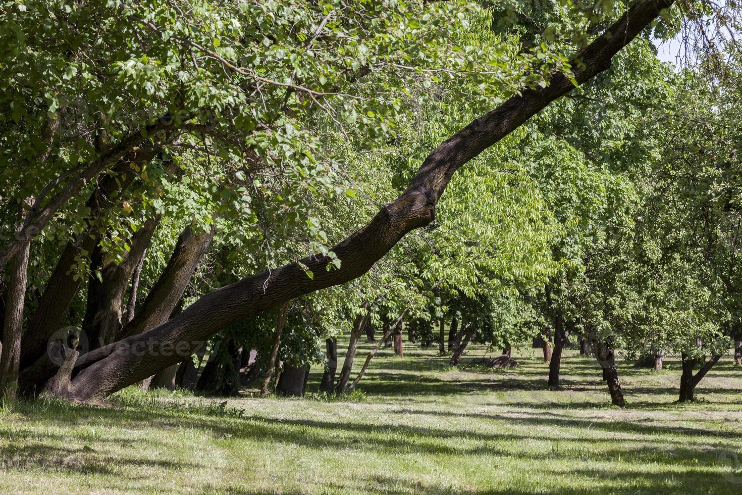 summer park, trees photo