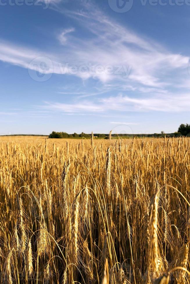 ripe yellow cereals photo