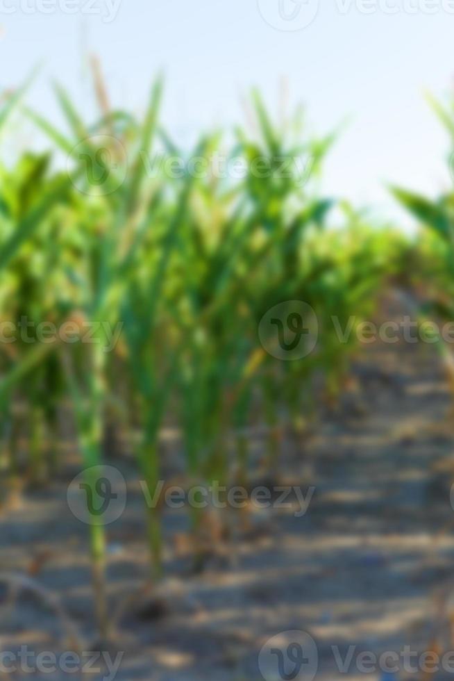 Green immature corn photo