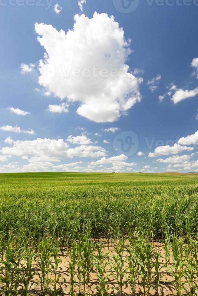 campo de maíz, cielo foto