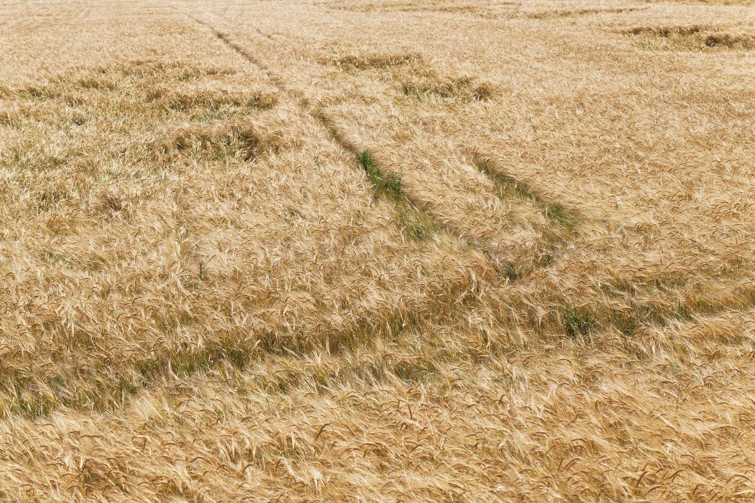 broken wind wheat photo