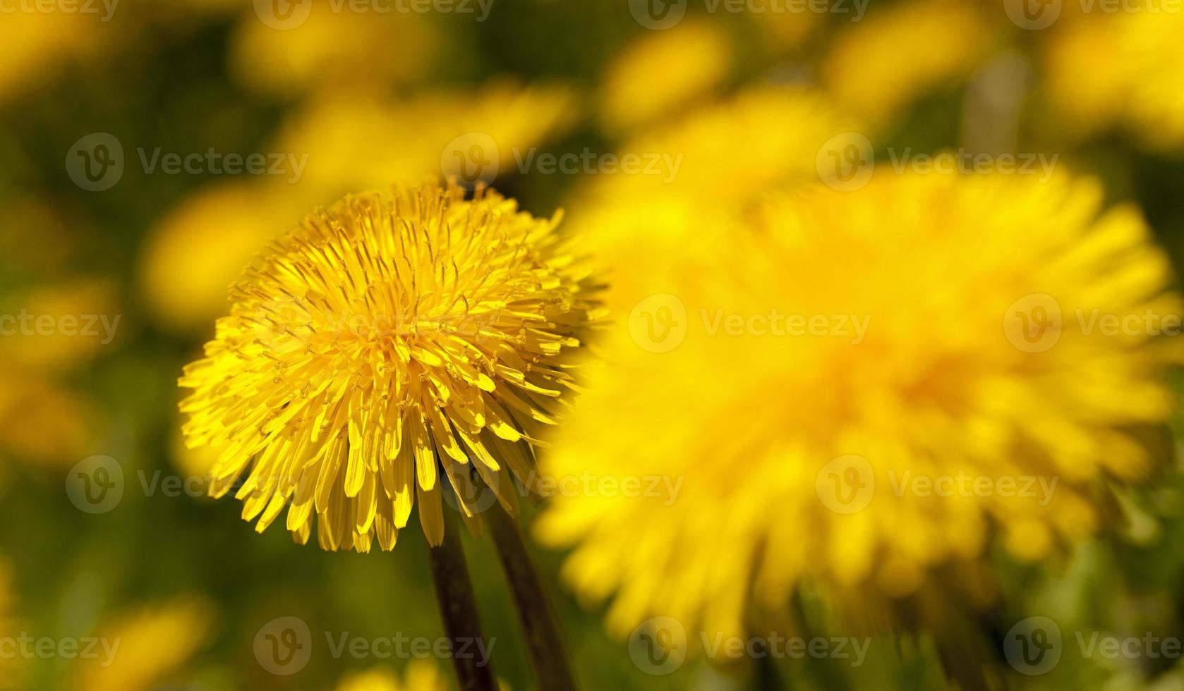 dandelion, close up 9550716 Stock Photo at Vecteezy