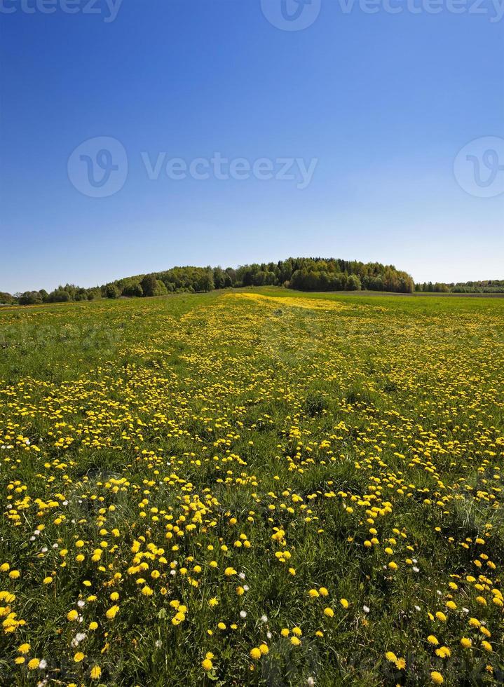 Dandelion field and sky photo