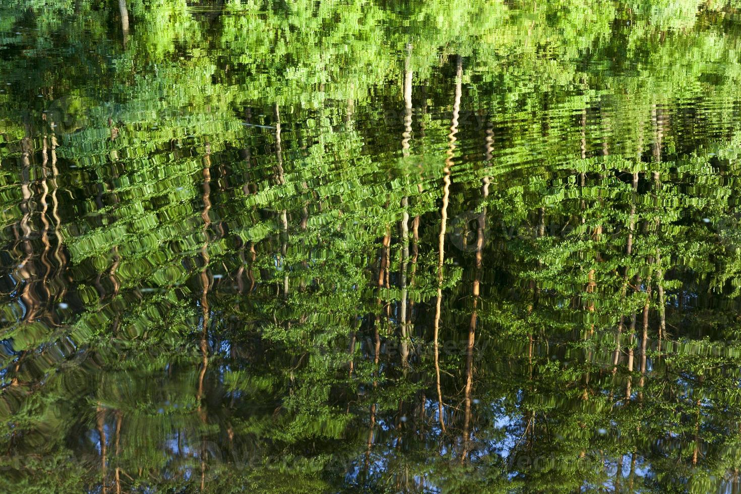 Reflection of trees photo