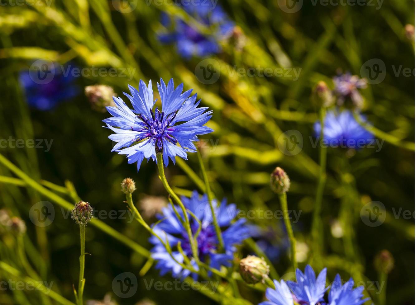 cornflower close up photo