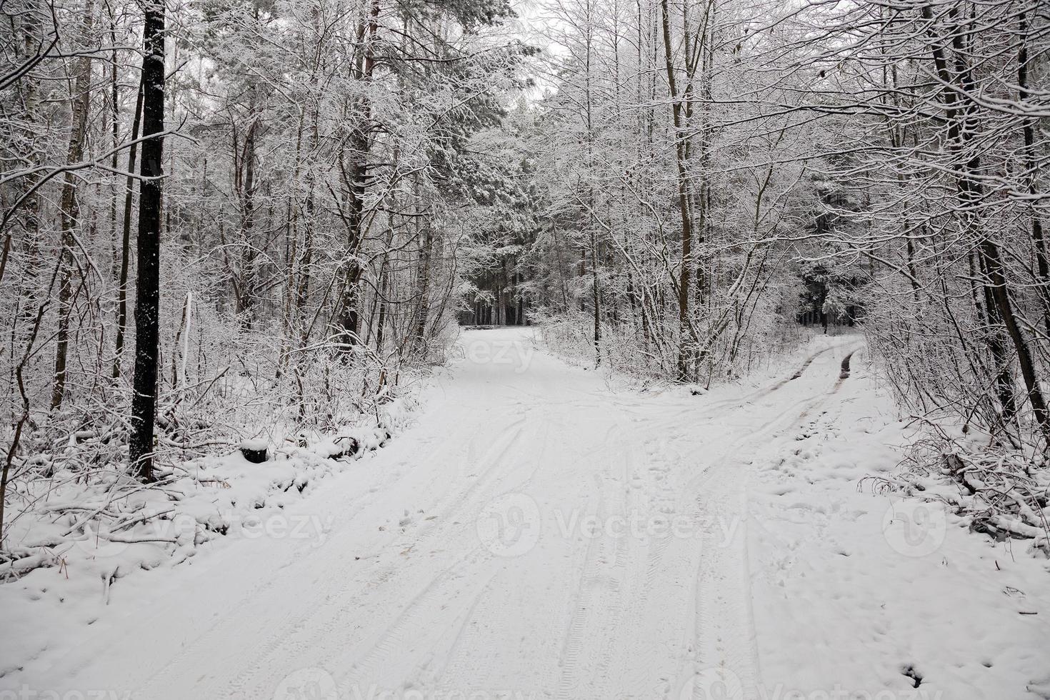 the winter road photo