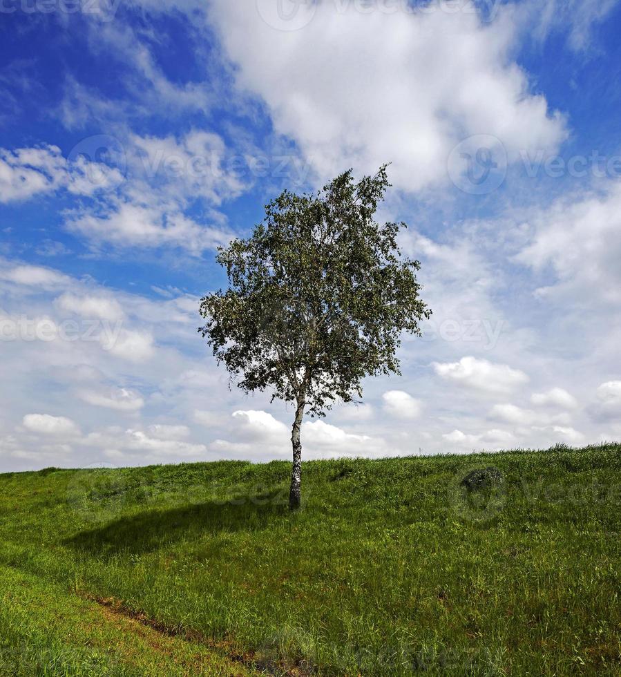 tree in the field photo