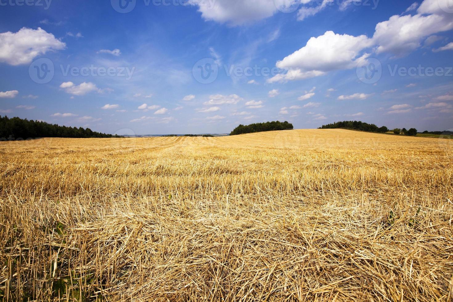 wheat in a field 9550793 Stock Photo at Vecteezy