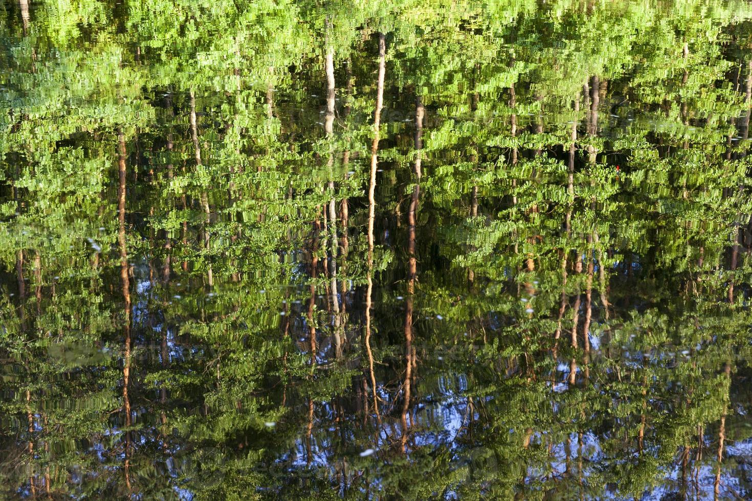 Reflection of trees photo