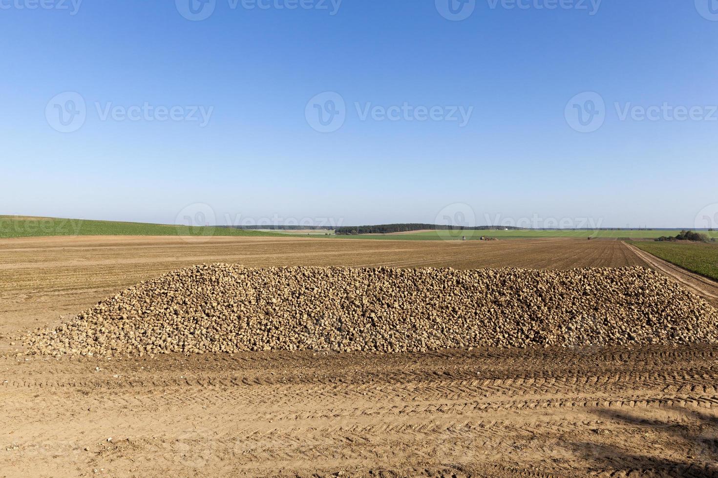 sugar beets, field photo