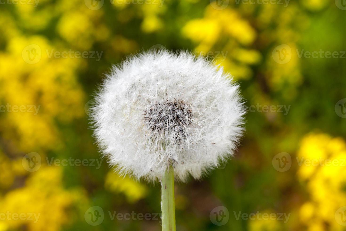 White dandelions, spring photo
