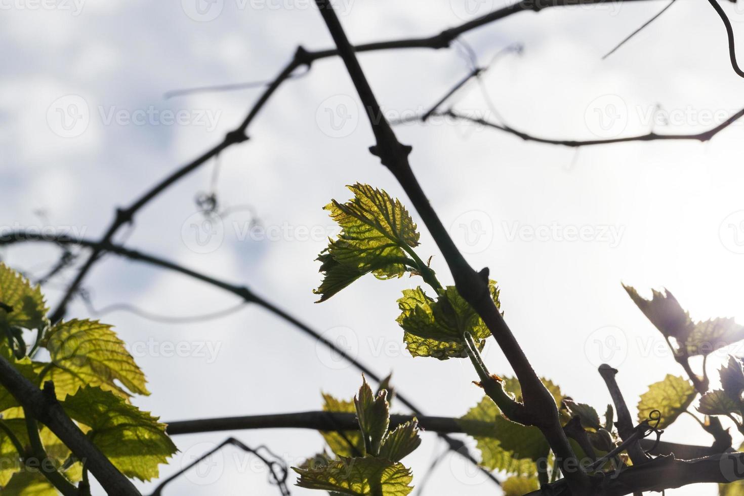 Leaves of grapes, spring photo