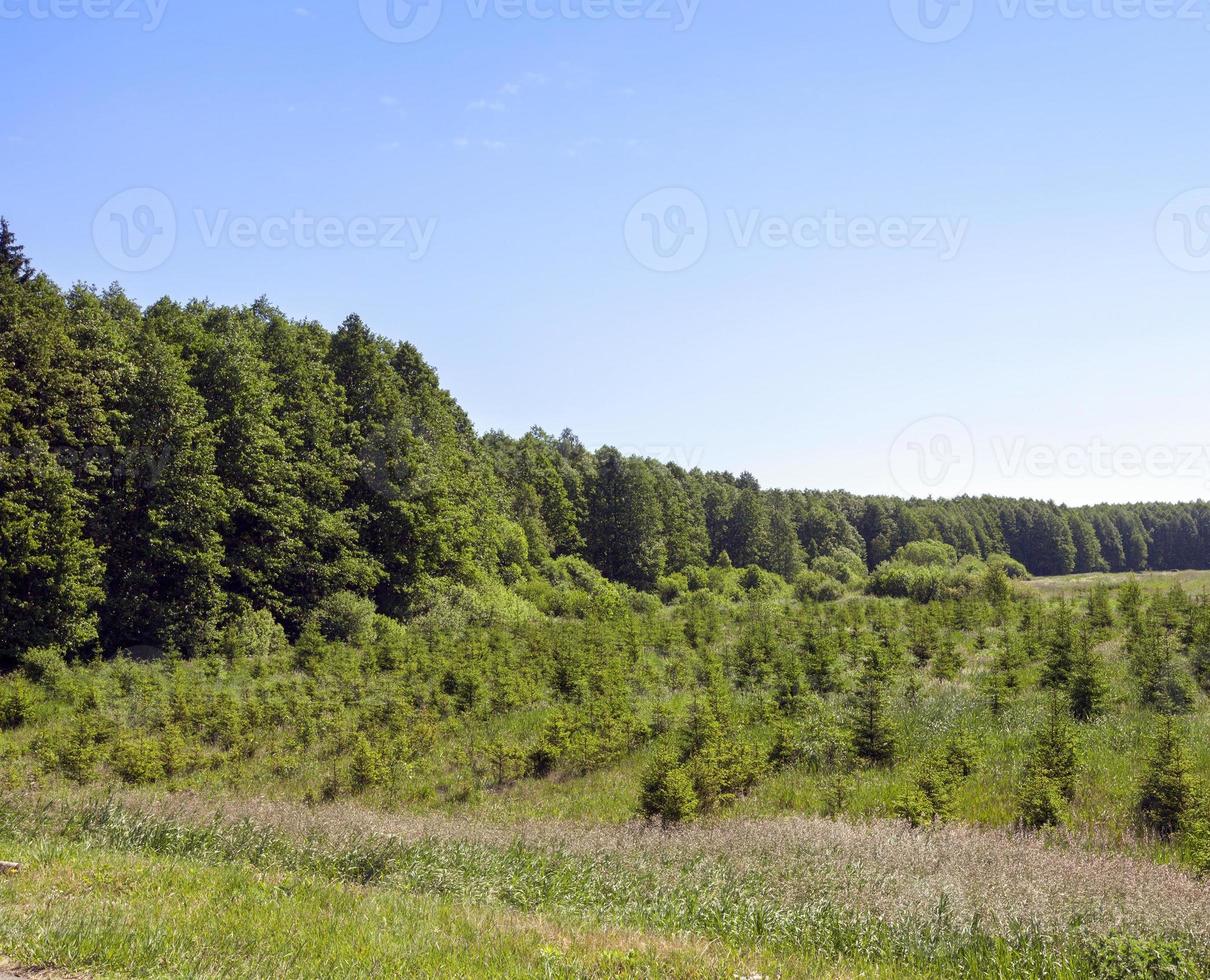 small pine in  the forest photo