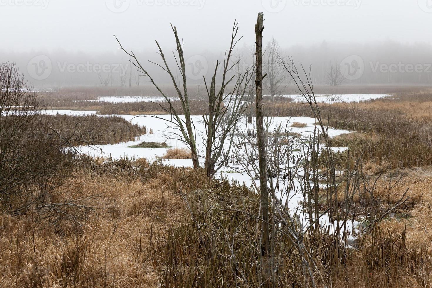 marshy area, bog photo