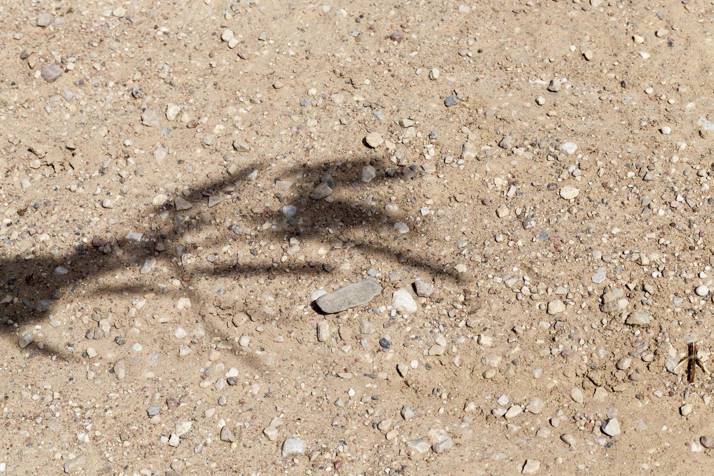 shadow wheat sand photo