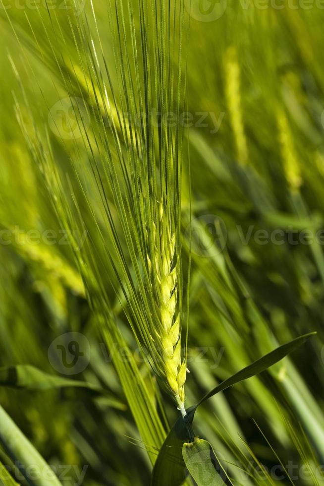 cereals. close up photo