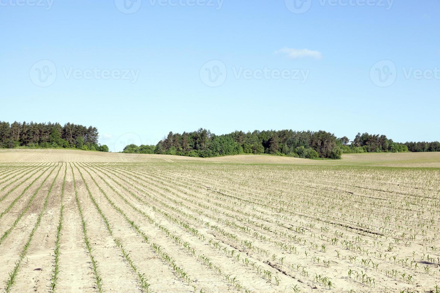 campo de maíz, verano foto