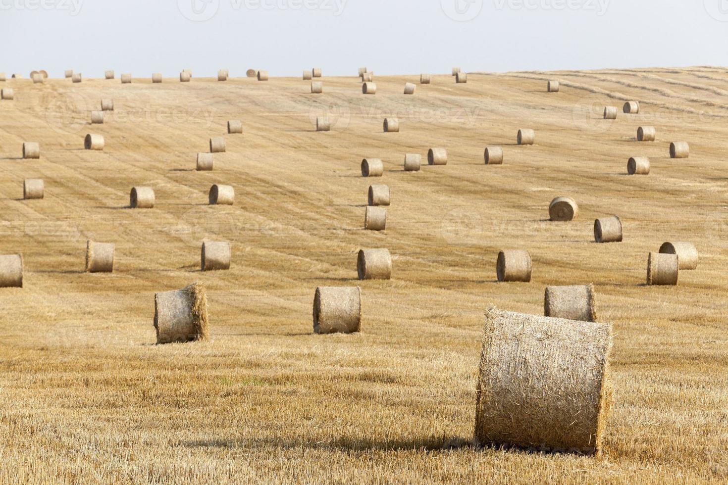 haystacks in a field of straw photo