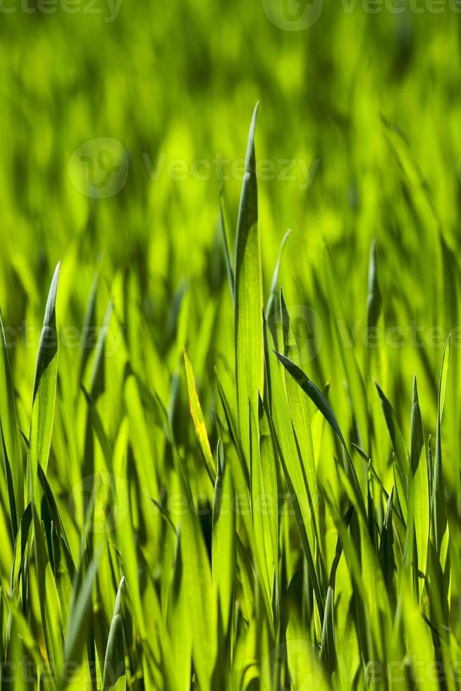 Agriculture. cereals. Spring photo