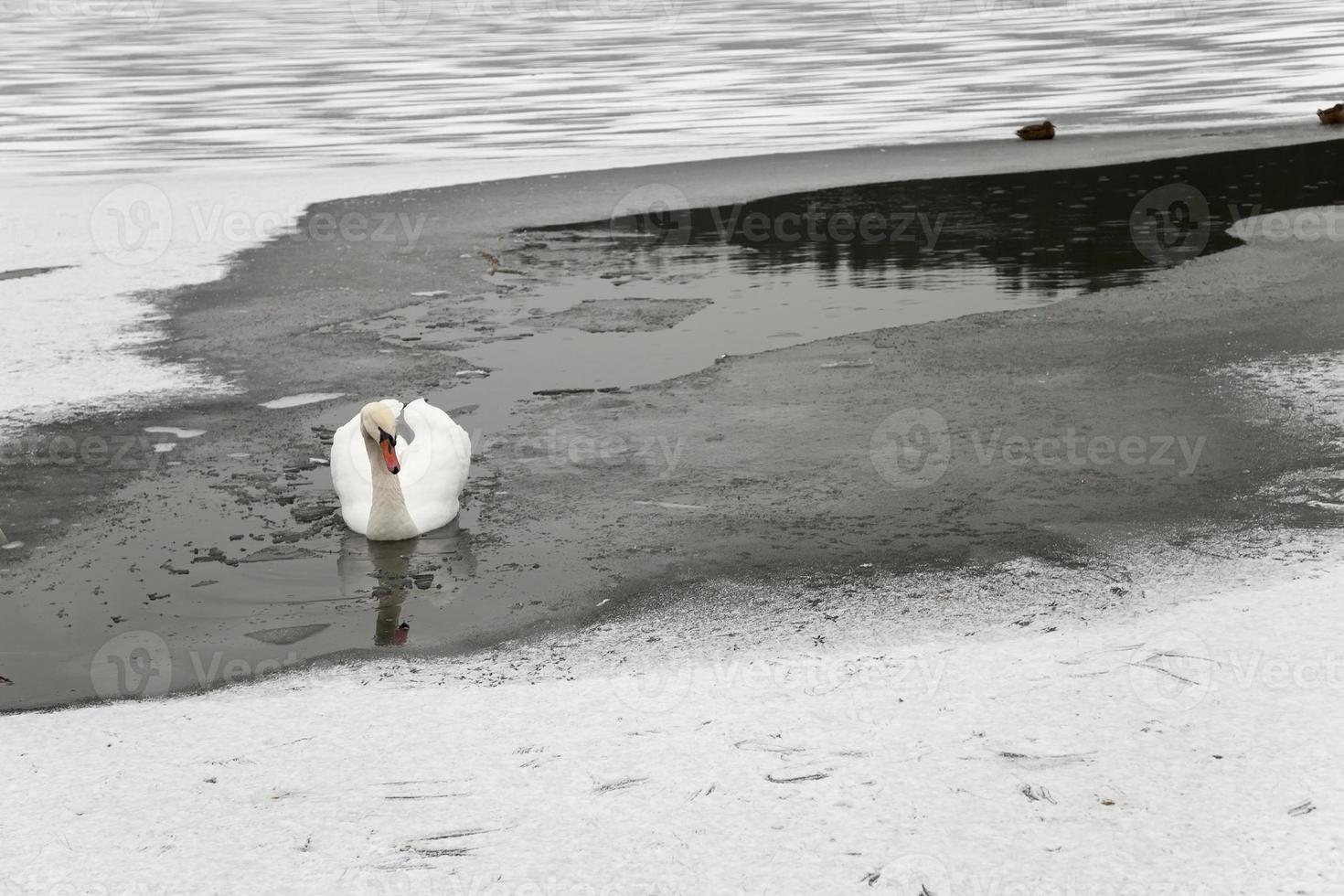 temporada de invierno, la nieve foto