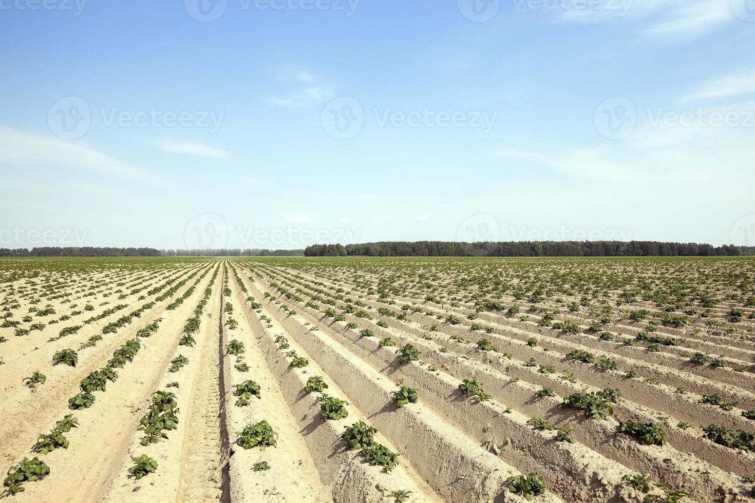 campo con patata foto