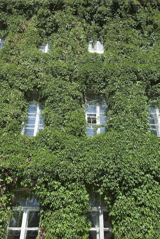building in the ivy photo