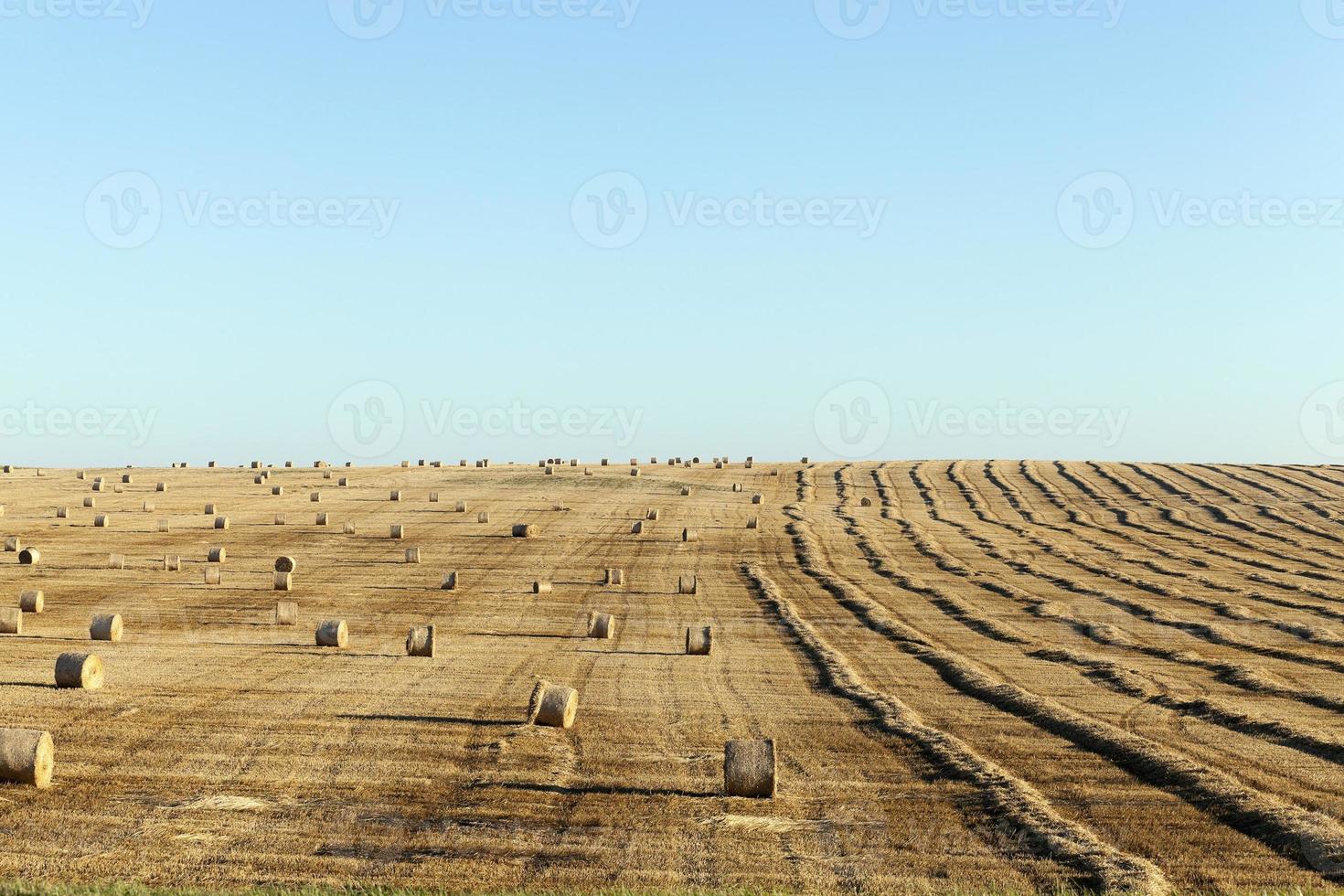 pila de paja en el campo foto