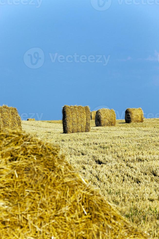 pila de paja en el campo foto