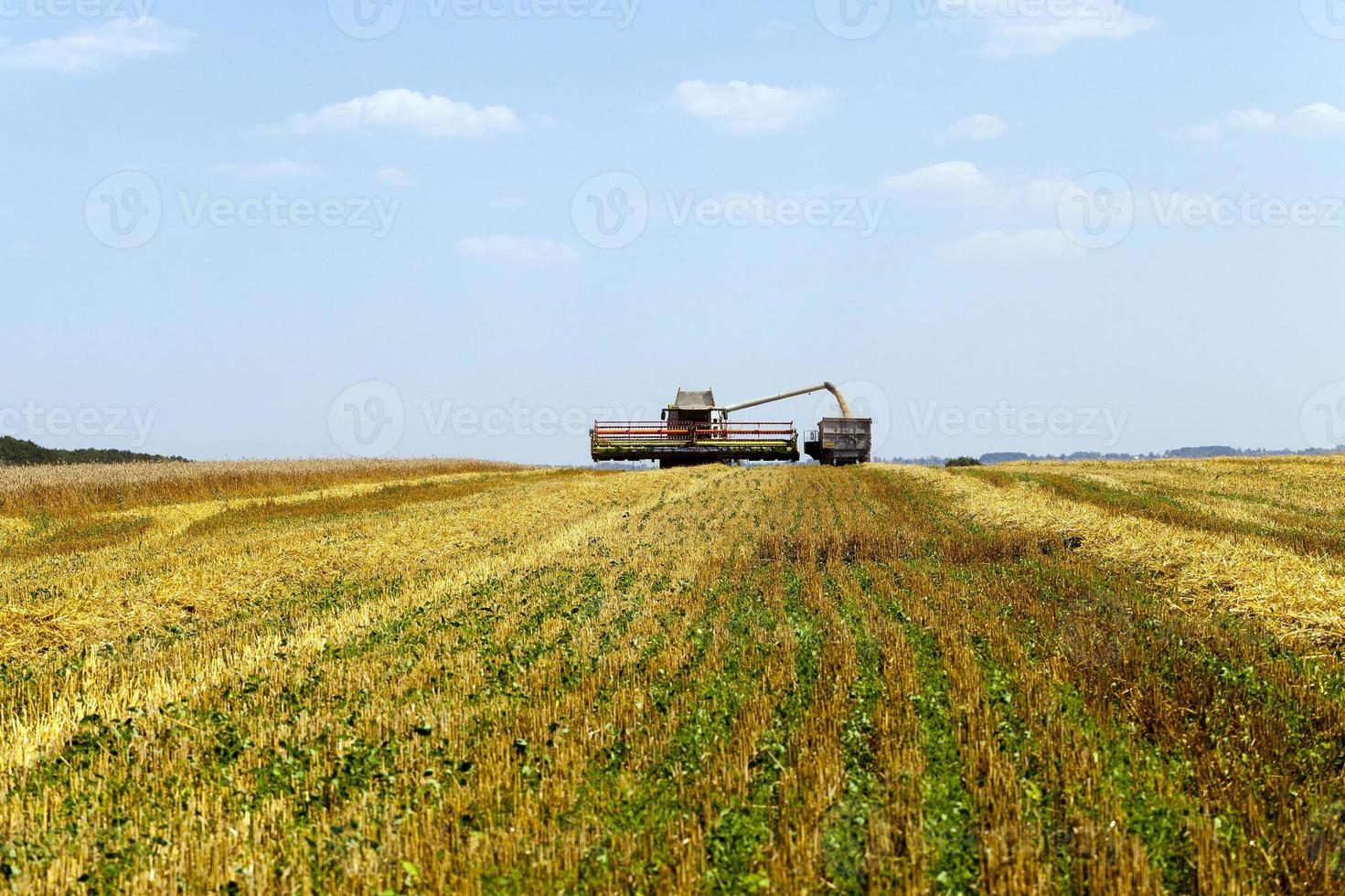 harvesting and sky photo