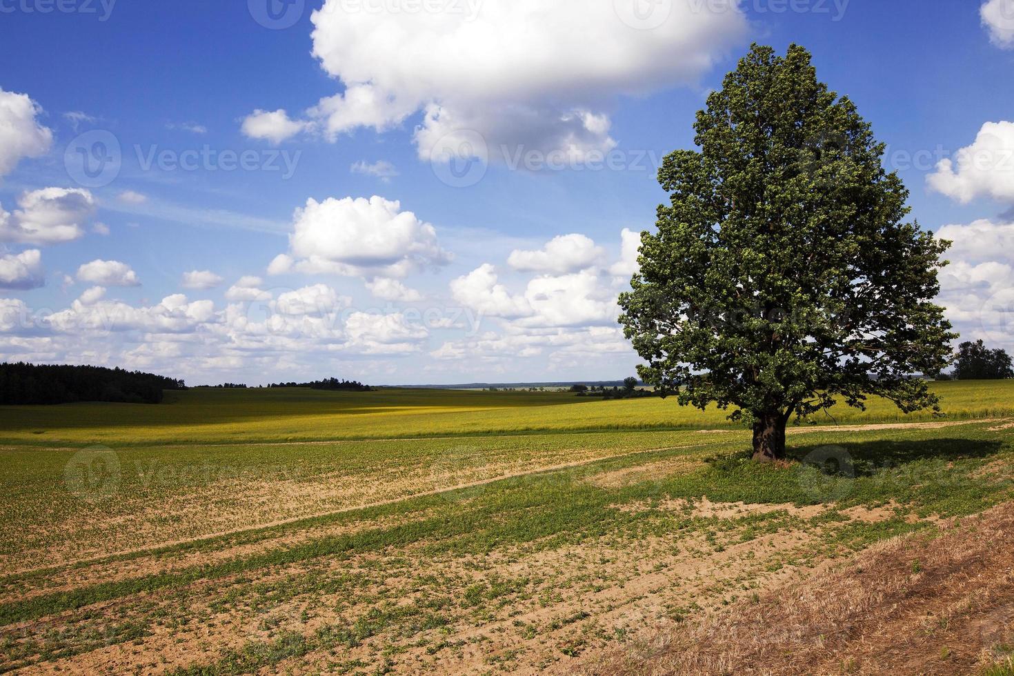 tree in the field photo