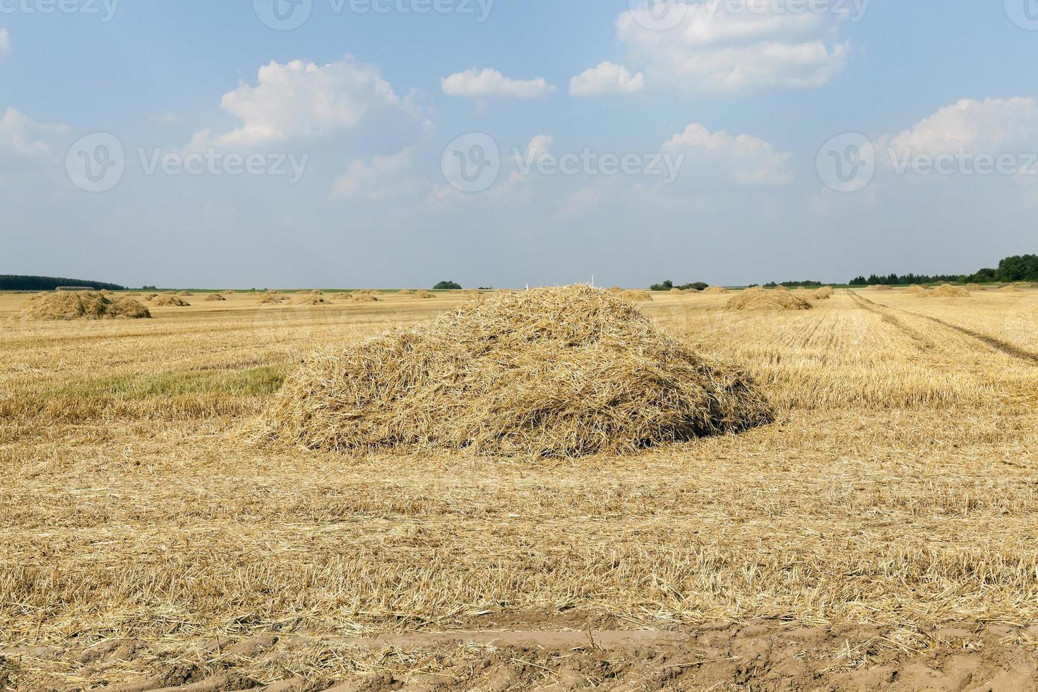 ripe yellow cereals photo