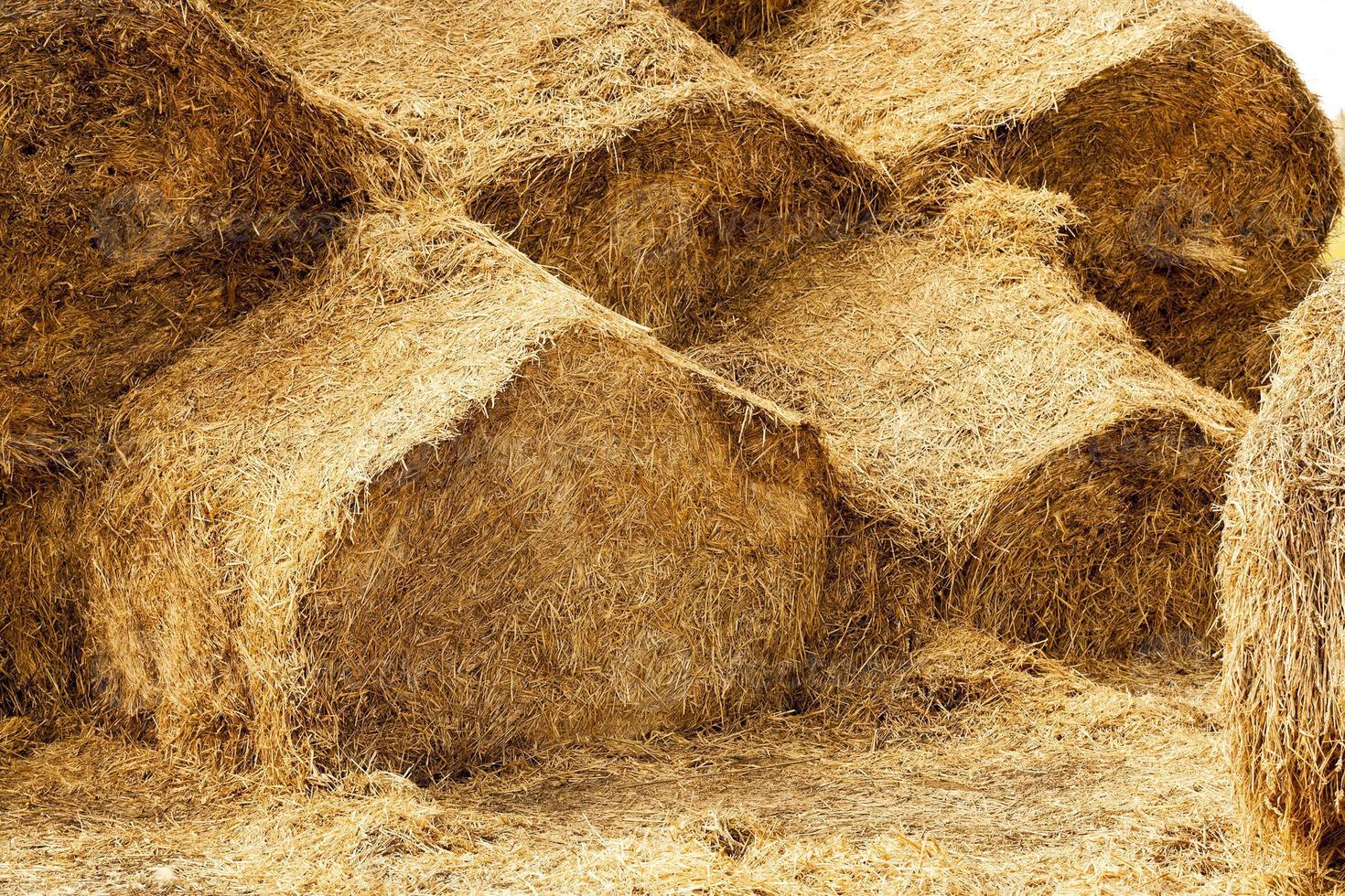 haystacks piled straw photo