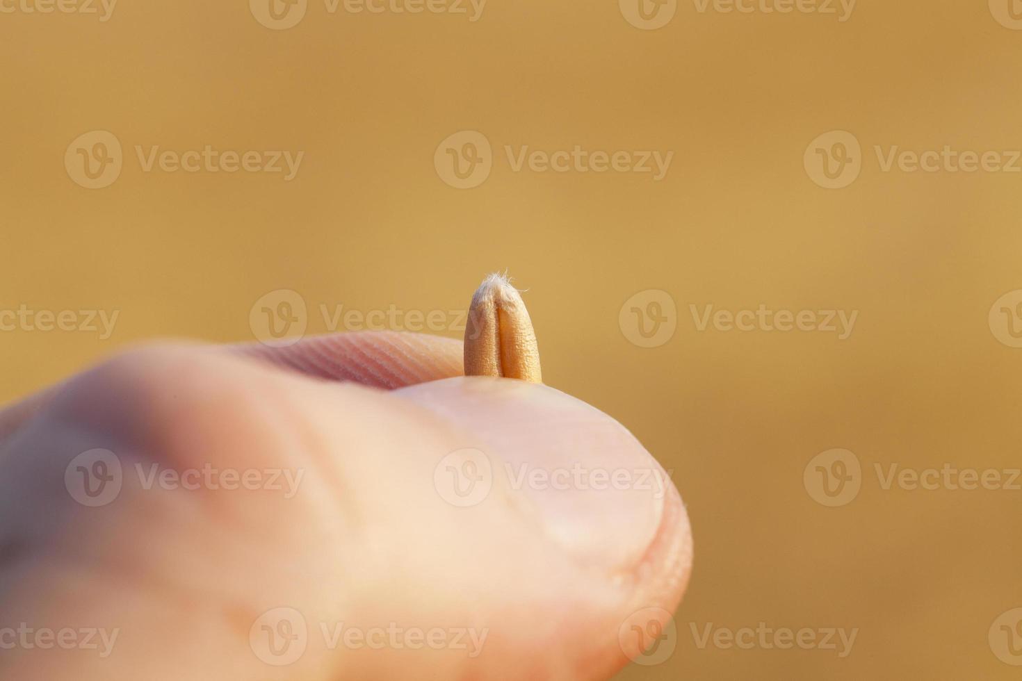 Wheat grain in hand photo