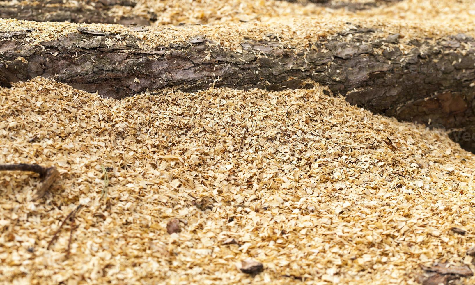 wood shavings. close-up photo