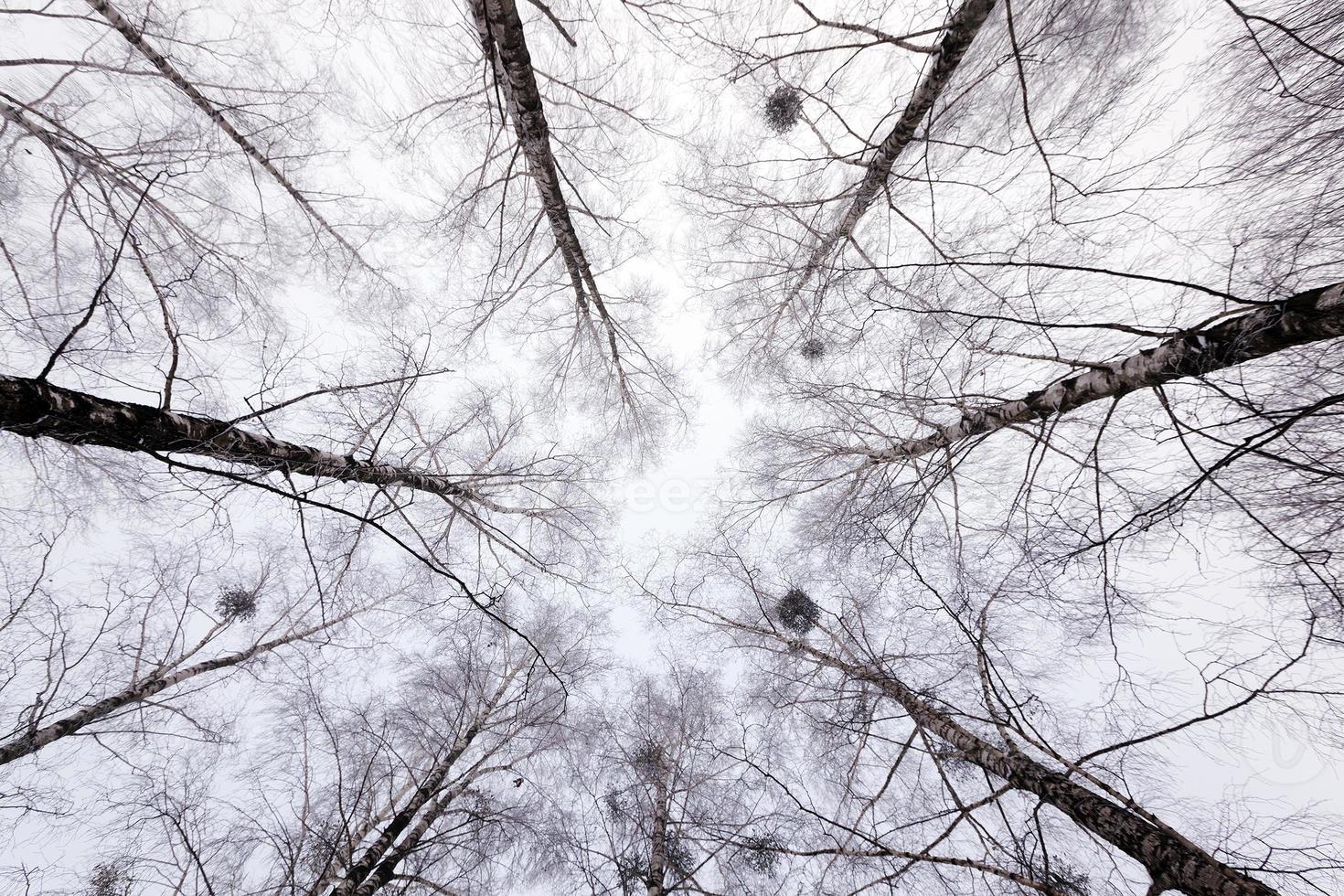 trees in winter photo