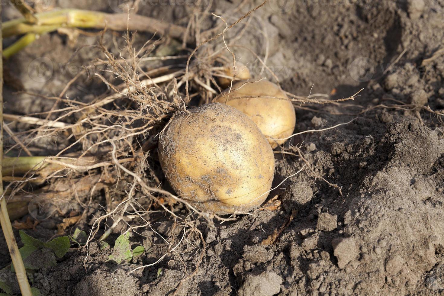 Potatoes on the ground photo