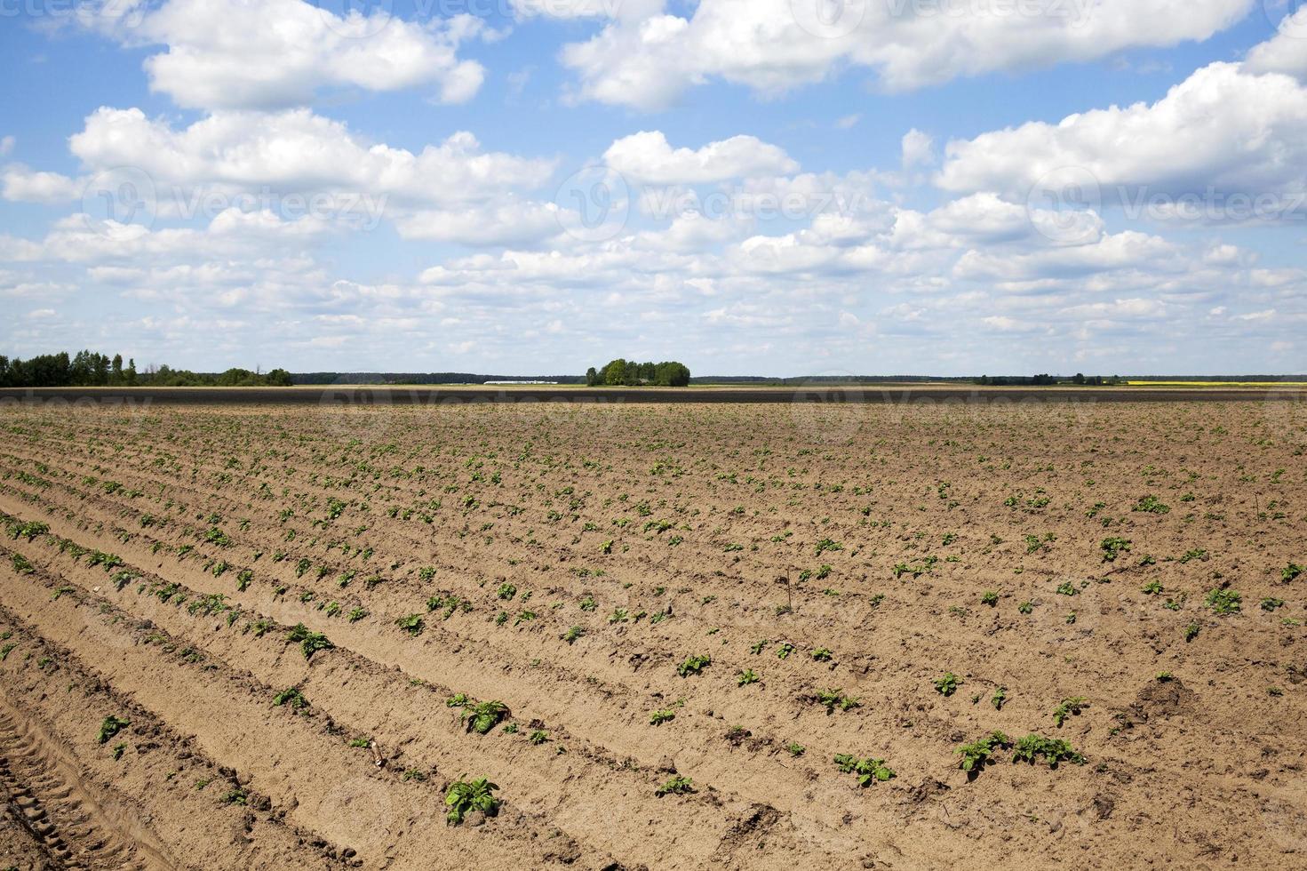 campo de patatas, primavera foto