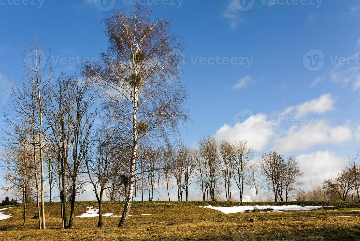 trees in the spring photo