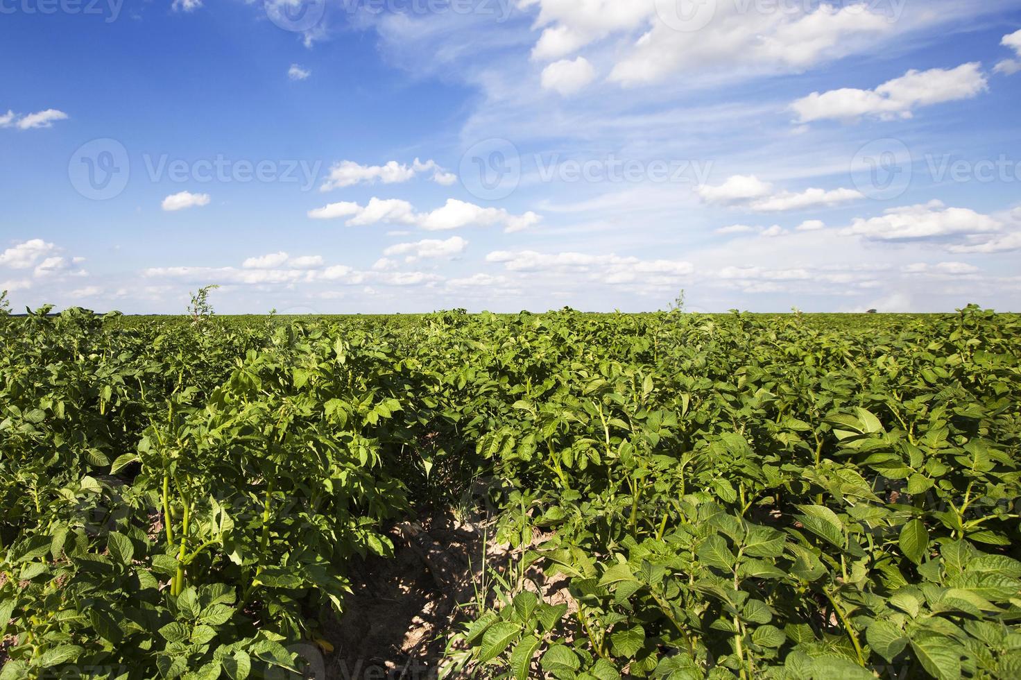 campo de patatas de cerca foto