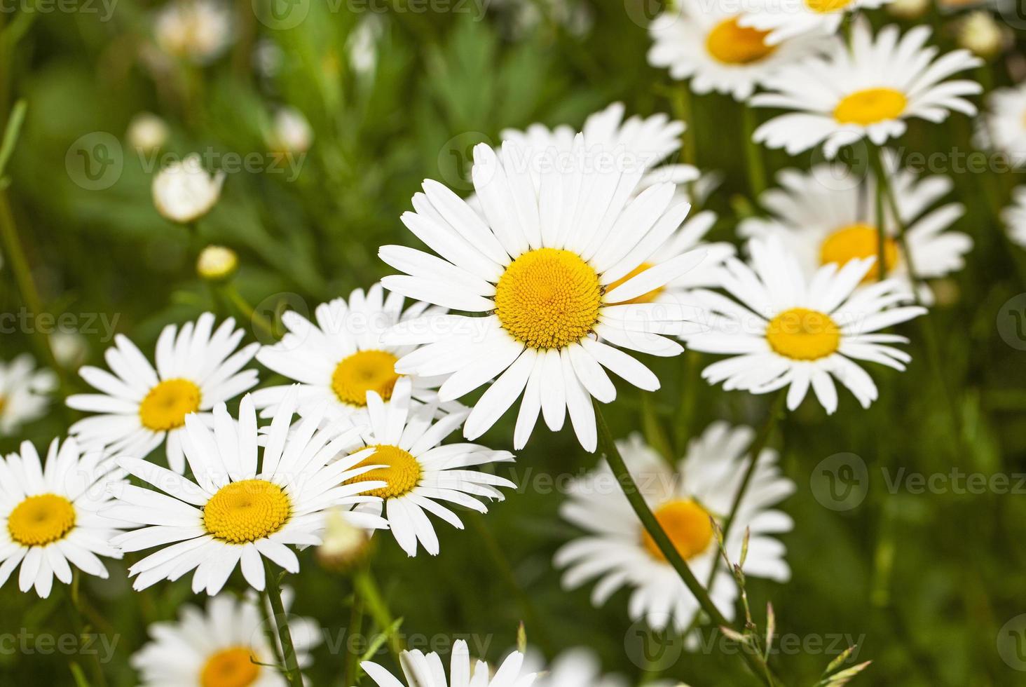 camomiles - the wild white daisies growing in a field. small depth of sharpness photo