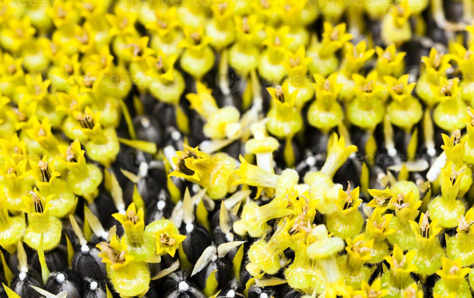 sunflower close up photo
