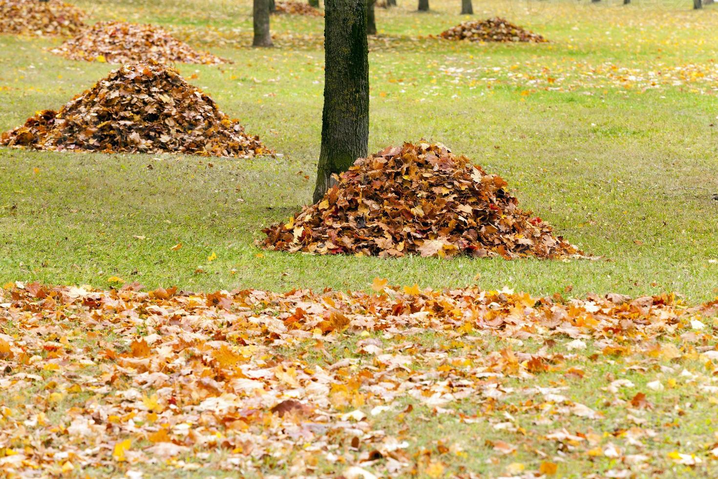 the fallen-down foliage photo