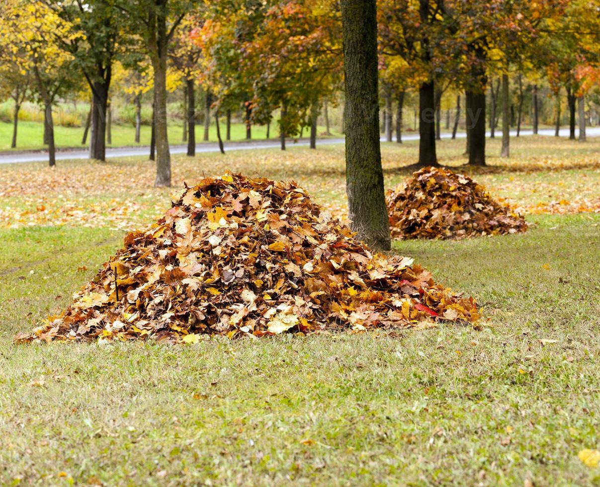 the fallen-down foliage photo