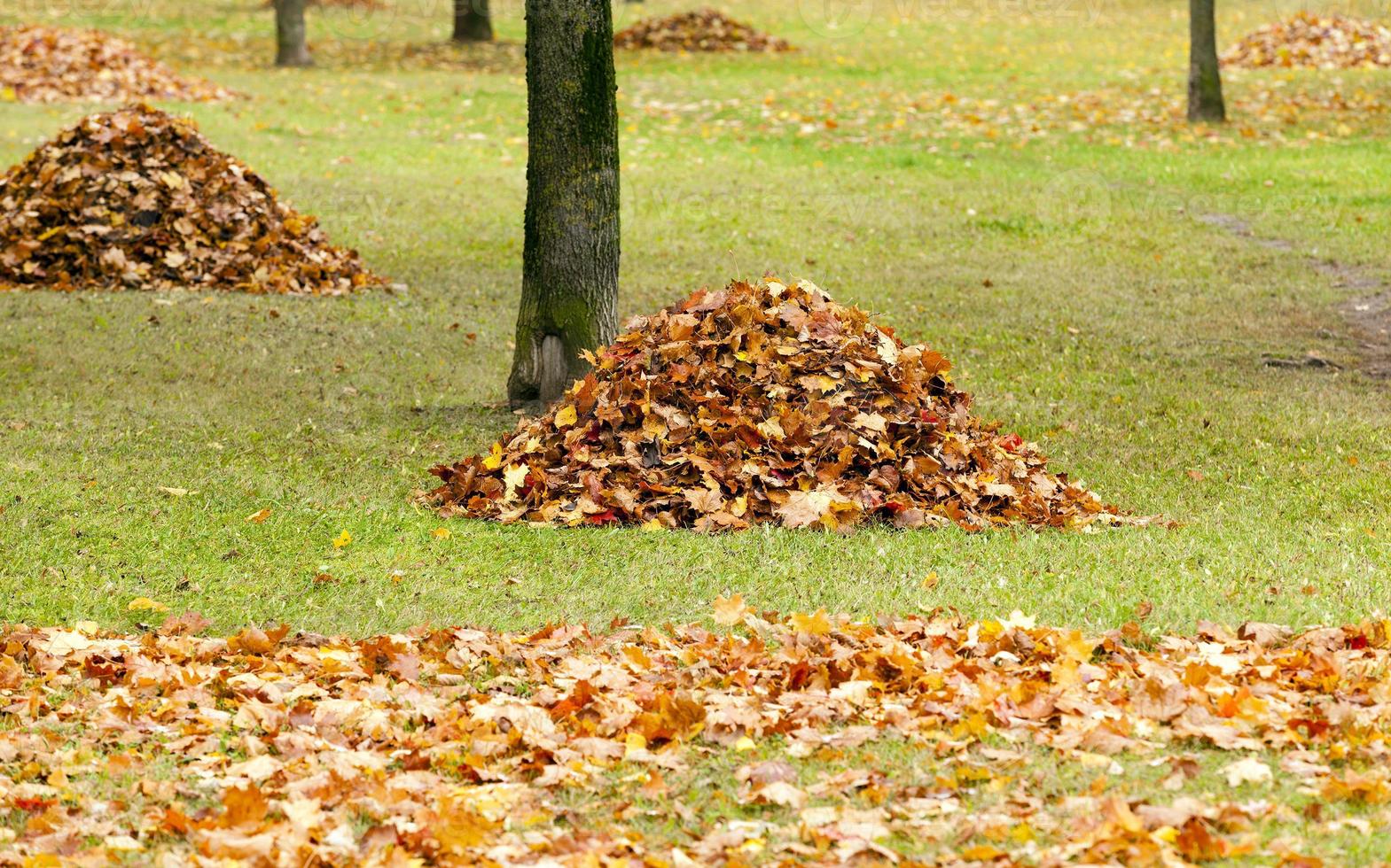 the fallen-down foliage photo