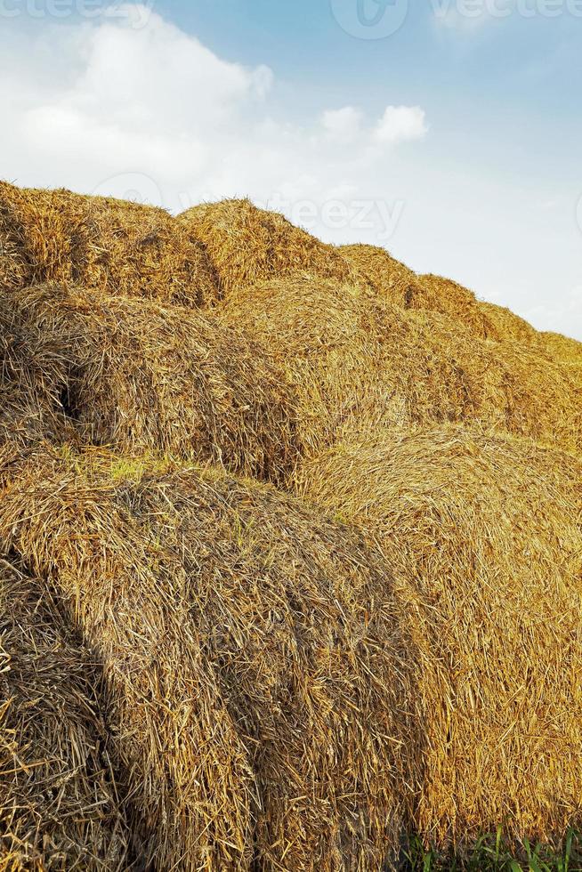 straw stack - an agricultural field on which lie a straw stack after wheat harvesting photo