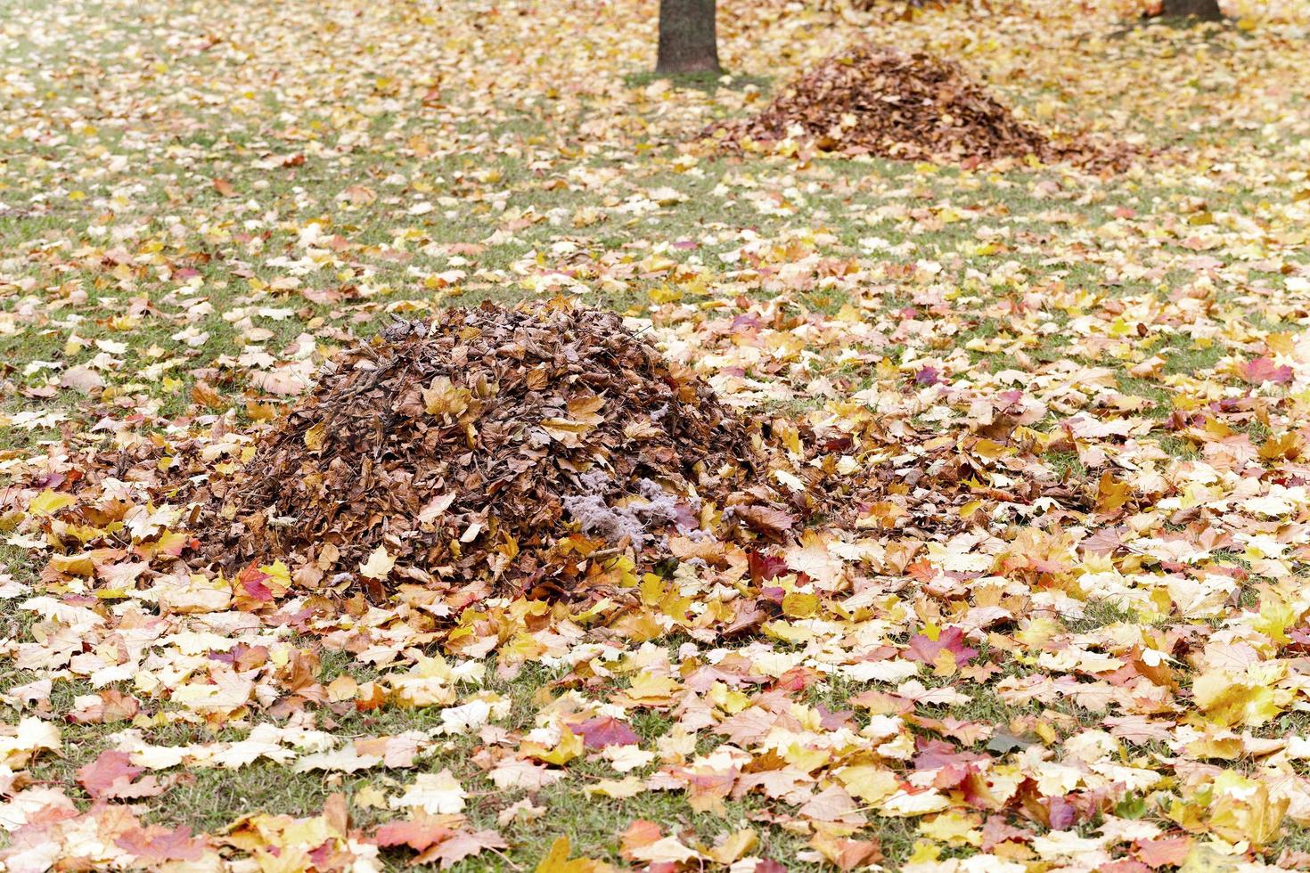 foliage of trees photo