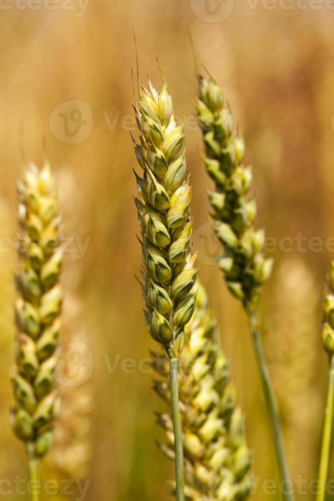 cereals close up photo