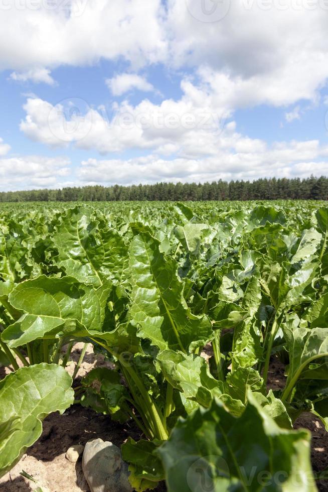 beet field, close up photo