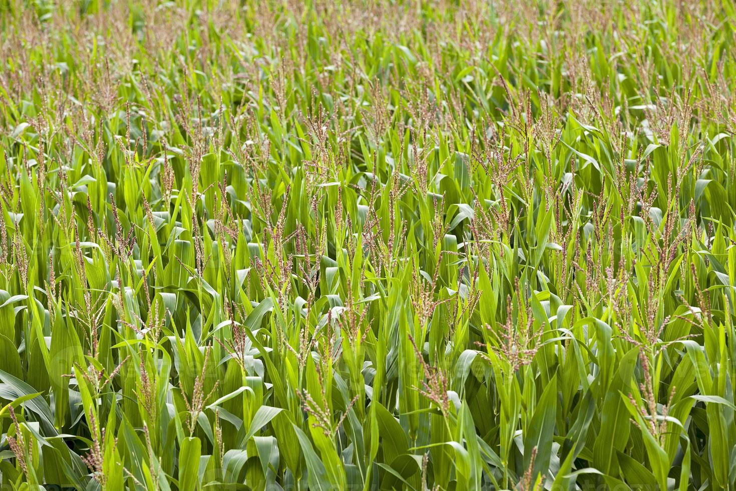 corn field - an agricultural field on which grow corn. corn tops. small depth of sharpness photo