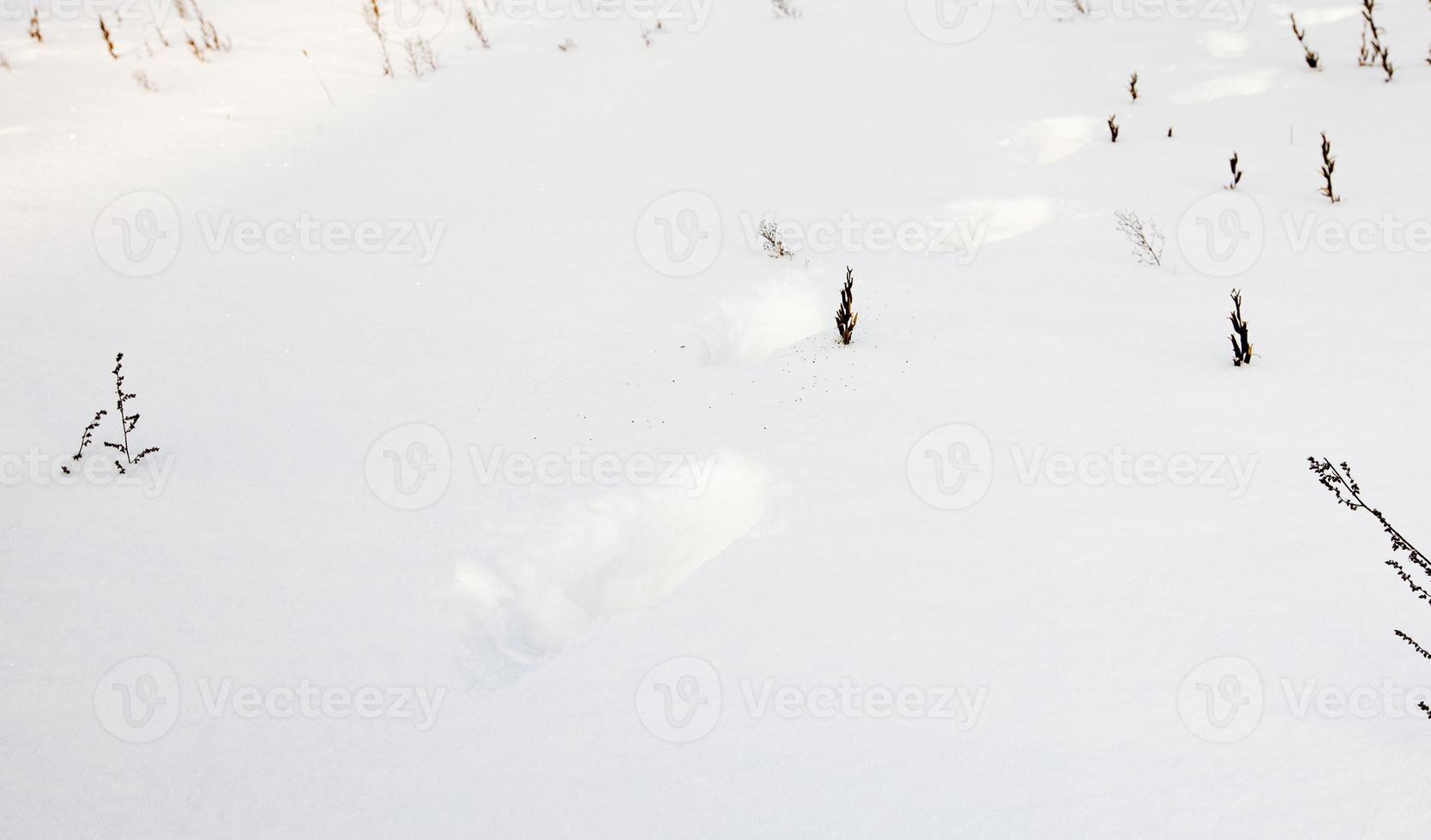 traces on snow photo